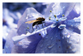plavi cvijet i&hellip;