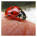 bubica marica &hellip;