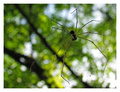 pauk u bokeh m&hellip;