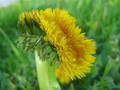 Mutant Flowers&hellip;