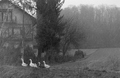 Guske u vijavi&hellip;