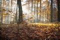 Rano kasno-jes&hellip;