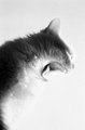 feed me, seymo&hellip;