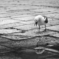 Strah od refle&hellip;