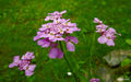 Flower in the &hellip;
