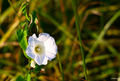  Convolvulus a&hellip;