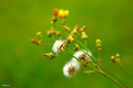 In the green w&hellip;