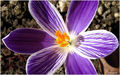 Purple variati&hellip;