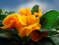 Spring Rhapsod&hellip;