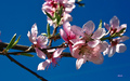Spring in the &hellip;
