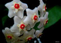 Tears of flowe&hellip;