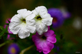 white-blue-pin&hellip;