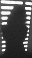 Cvjetna silueta