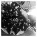 B/w_ljubicasti&hellip;