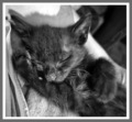 Slumbering Wea&hellip;