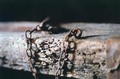 Chained for li&hellip;