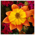 Colorful '&hellip;