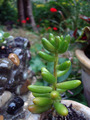 Makro mini pri&hellip;