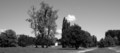 Drvece i oblac&hellip;