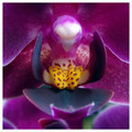 Orhideja Macro&hellip;