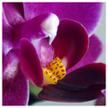 Orhideja Macro&hellip;