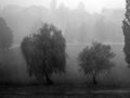 Ples vrbe - ne&hellip;