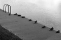 Duckville ilit&hellip;