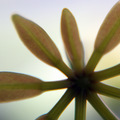 Shaflera_baby_&hellip;