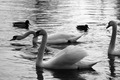 Swan River III