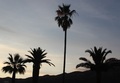 Palme suton - &hellip;