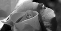 Macro rose iii&hellip;