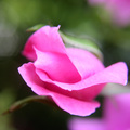 Macro rose pup&hellip;
