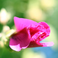 rosa (s-->z&hellip;