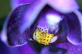 Orhideja Macro&hellip;
