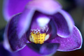 Orhideja Macro&hellip;