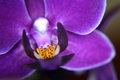 Orhideja Macro&hellip;