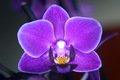 Orhideja Macro&hellip;