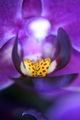 Orhideja Macro&hellip;