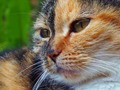 Lilly portret &hellip;