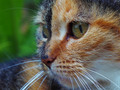 Lilly portret &hellip;