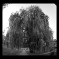 Drvo V fisheye&hellip;