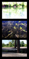 Camera Obscura&hellip;