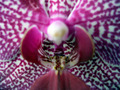 Orhideja macro&hellip;