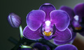 Orhideja Macro&hellip;