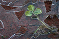 Shamrock in ro&hellip;