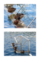 Sitting Ducks &hellip;