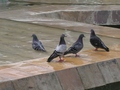 plaza
