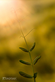 Bug catches th&hellip;