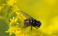 Bugs life 018