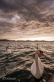 Sea swans are &hellip;